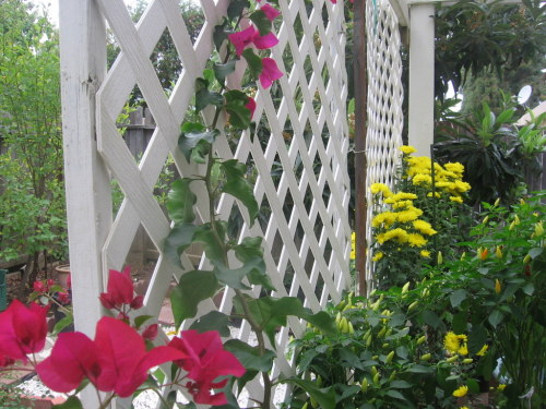 Giàn hoa giấy dịu êm